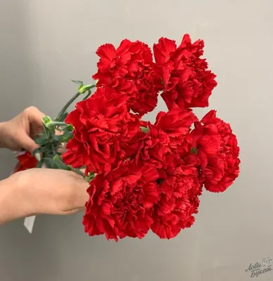 Купить красную гвоздику с доставкой в Благовещенске ❤ Azeriflores.ru —  Благовещенск