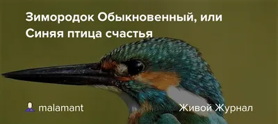 Вперед, в прошлое. Как красноярцы ходили в 1982 году на концерты «Машины  времени, кто тушил «Рагу из синей птицы» и куда все мы вышли через 40 лет.  К юбилею Андрея Макаревича* — Новая газета