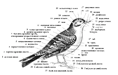 Птицы — Википедия