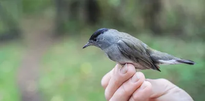 Раздвижная шея американской зеленой кваквы