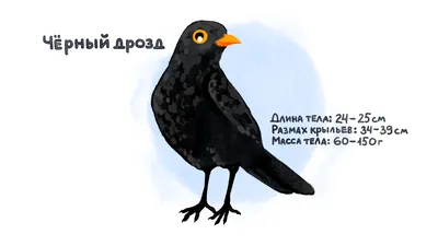 Класс Птицы (Aves)