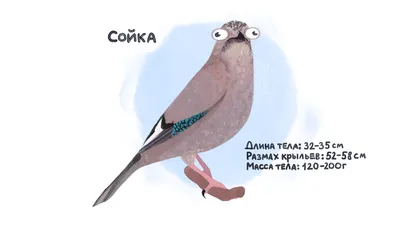 Сойка - KP.RU