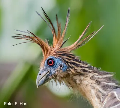 Четвертый очерк - отряд: Соколообразные Falconiformes