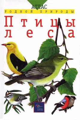 Окно в природу: Лесной петушок - KP.RU