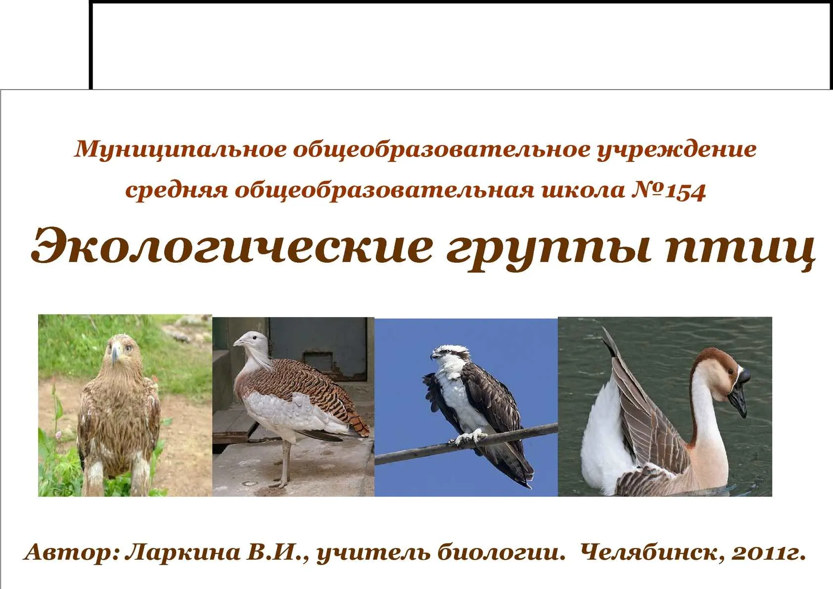 К какой экологической группе относится гусь. Экологические группы птиц 8 класс биология. Экологические группы птиц 7 класс биология. Экологические группы птиц схема 7 класс биология. Экологические группы птиц ЕГЭ.