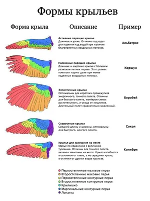 Крыло, белые крылья птицы широко распахнуты png | Klipartz