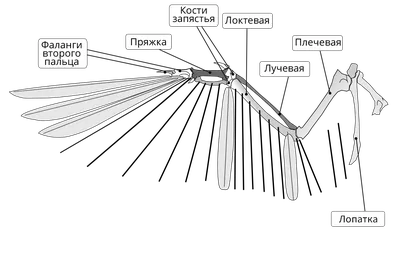 Крыло птицы перья, изолированные на белом фоне | Премиум Фото