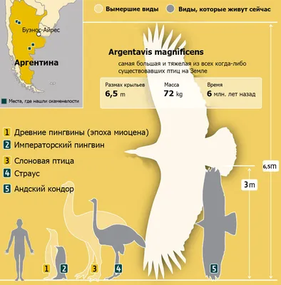 картинки : берег, крыло, небо, белый, животное, морские птицы, летать,  Дикая природа, Чайка, клюв, Порт, Закрыть, перо, Фауна, Птицы, Чайки,  законопроект, Водяная птица, Пары, Seevogel, Шарадиообразные, Обои для  рабочего стола компьютера, Европейская