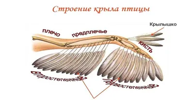 Крылья: Птицы Европы / Wingspan: European Expansion: фото и видео | Tesera