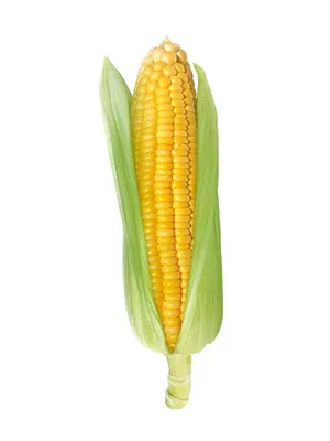 Кукуруза, изолированные на белом фоне | Премиум Фото