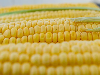 Как и сколько варить кукурузу: 3 рецепта в кастрюле, микроволновке и  духовке | РБК Life