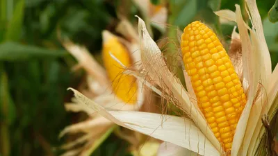 кукуруза. изображение кукурузы с листьями. уха кукурузы. попкорн в ведре.  жареная кукуруза. иллюстрация вектора Иллюстрация вектора - иллюстрации  насчитывающей еда, икона: 249102135