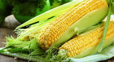 Висит высушенная кукуруза стоковое фото. изображение насчитывающей украсьте  - 179827636