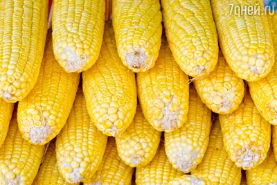 свежая кукуруза в початках на доске, кукуруза в початках картинка фон  картинки и Фото для бесплатной загрузки