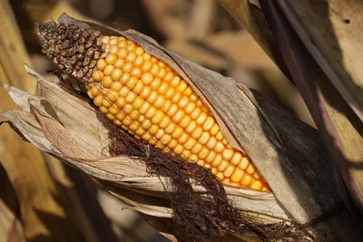 Правила и сроки уборки кукурузы на зерно в початках с полей – m-mts.ru ММТС  Колос