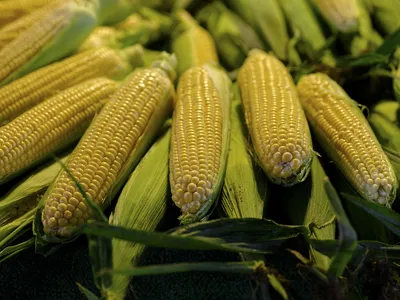 три кукурузы в початках на темном фоне, кукуруза в початках картинка фон  картинки и Фото для бесплатной загрузки