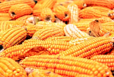 Польза и вред молодой кукурузы: кому лучше отказаться от летнего лакомства  - 25 июля, 2020 Популярное «Кубань 24»