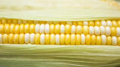 Кукуруза Початки Кукурузы Еда - Бесплатное фото на Pixabay - Pixabay