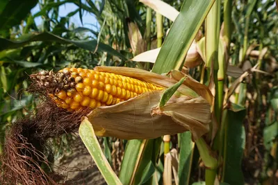 Запечённая кукуруза с травами — пошаговый рецепт с фото, видео, кбжу и  ингредиенты