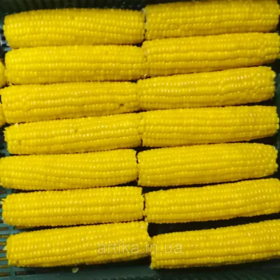 кукуруза в початках на белой тарелке, вареная кукуруза, Hd фотография фото,  кукуруза фон картинки и Фото для бесплатной загрузки