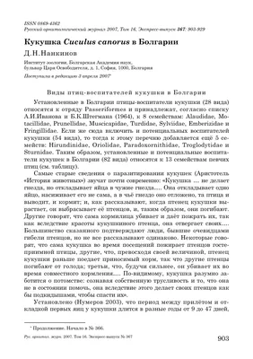 Любители птиц - Как разбираться в детях научит вас Прекрасный расписной  #малюр и кому лучше не доверять детей расскажет Краснохвостая бронзовая  #кукушка Как известно, кукушки подбрасывают свои яйца в гнезда других птиц,