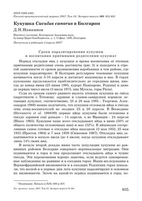 Почему кукушка не высиживает свои яйца. Биологическая причина | Популярная  наука | Дзен