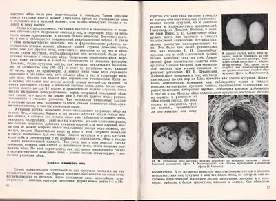 Обыкновенная кукушка | ВКонтакте