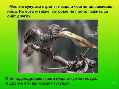 Кукушка Cuculus canorus - гнездовой паразит обыкновенной горихвостки  phoenicurus phoenicurus под Новосибирском – тема научной статьи по  биологическим наукам читайте бесплатно текст научно-исследовательской  работы в электронной библиотеке КиберЛенинка