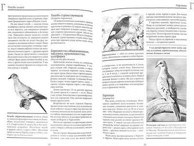 Иллюстрация 7 из 68 для Комплект раскрасок (Птицы счастья. Подводное  царство. Лес-чародей. Прекрасные незнакомки. Волшебные) | Лабиринт - книги.  Источник: Лабиринт