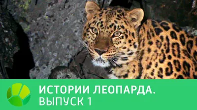 Векторная Иллюстрация Леопарда Изолированного На Белом Фоне Для Детей  Раскраски — стоковая векторная графика и другие изображения на тему Комикс  - iStock