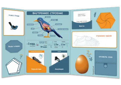 Лэпбук “Перелетные и зимующие птицы России” – Психологическое зеркало и  тИГРотека