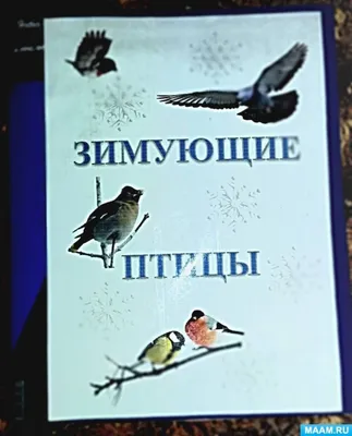 Лэпбук «Зимующие птицы» (8 фото). Публикация 1268279. Воспитателям детских  садов, школьным учителям и педагогам - Маам.ру