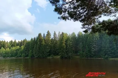 Безопасность в лесу (от 17.06)