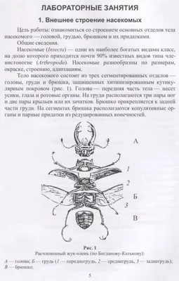 Воронежский заповедник on X: \"Друзья, 15 января – День зимующих птиц! 🐦 🤓  Какие птицы остаются зимовать в наших краях и прилетают на кормушки? Чем  они питаются? Рассказываем в нашей книжке-малышке! Распечатайте