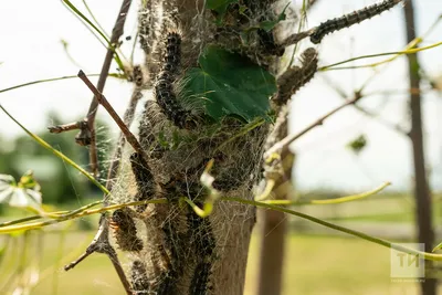 Pileated раскопки дятел для насекомых, вызывая повреждения деревьев  Стоковое Изображение - изображение насчитывающей плотник, насекомые:  184475301