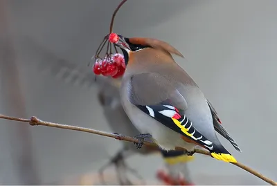 красивейший Hummingbird Оранжевая и зеленая малая птица от леса облака горы  в Коста-Рика Фиолетов-throated Гор-самоцвет, Lamporn Стоковое Фото -  изображение насчитывающей зеленый, облако: 75950874