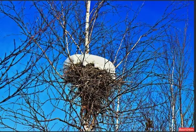 ✿ܓ Окно в Сад | Beautiful birds, Nature birds, Little birds