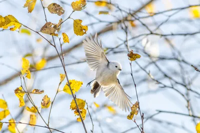 Фотографии птиц, которые заботятся о своих малышах | Pet birds, Bird  pictures, Birds