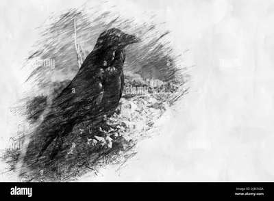 Ангел черные крылья птицы летают реалистично. крылья тьмы. пара черных  изолированных крыльев в стиле ангела | Премиум векторы