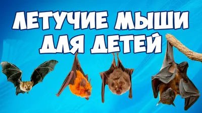 Раскраска Летучая Мышь Скачать И Распечатать