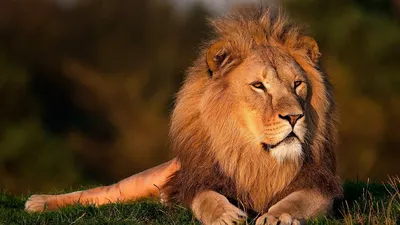 К чему снится лев: толкование снов про льва