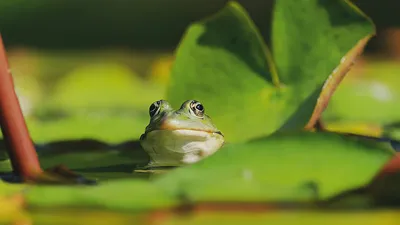 зеленая лягушка смотрит в воду, картинка лягушки фон картинки и Фото для  бесплатной загрузки