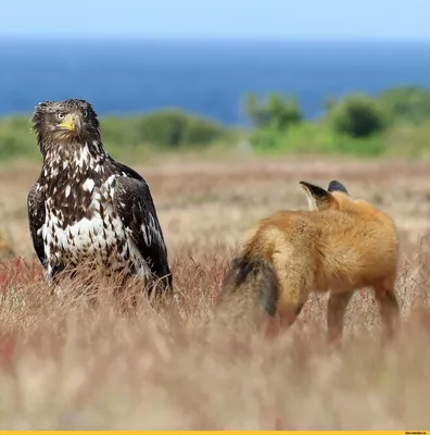 Манок на лису Nordik Crying Bird раненая птица