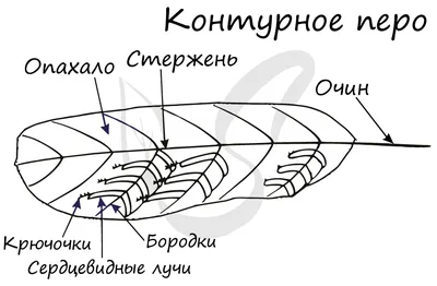 Солнечные лучи в небо захода солнца с летанием птицы Стоковое Изображение -  изображение насчитывающей бесконечности, муха: 73813925