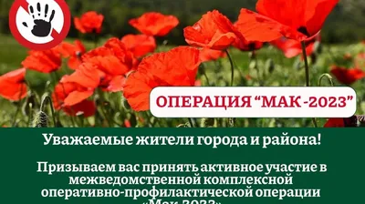 Долго не могла завести мак восточный. Теперь дарю друзьям и знаю, что  посадить рядом на клумбе. | О доме, саде и цветах | Дзен