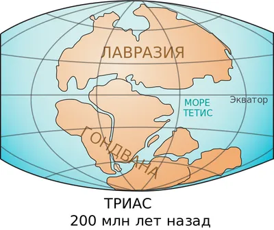 Сколько в мире материков и континентов? Материки и океаны