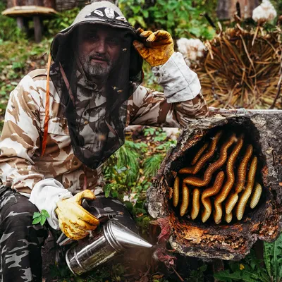 натуральный дикий мед справочный материал Обои Изображение для бесплатной  загрузки - Pngtree