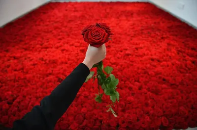 Миллион алых роз: цена, заказать с доставкой по Новоорске в  интернет-магазине Cyber Flora®