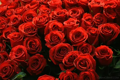 Миллион, миллион, миллион алых роз …» — создано в Шедевруме