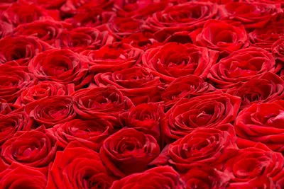 Миллион алых роз, красиво, …» — создано в Шедевруме
